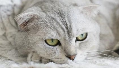 【爆料】91网突发：明星在中午时分被曝曾参与真相，出乎意料席卷全网